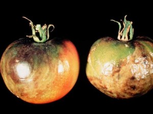 late blight tomato Photo of tomatoes with Late Blight