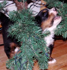 Puppy chewing xmas light Puppy chewing on christmas tree light