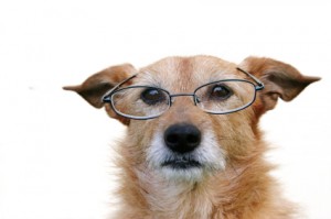 old-dog Dog wearing reading glasses