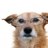Dog wearing reading glasses