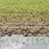 Photo of wet corn field