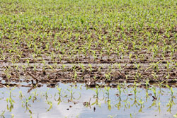 Wet Corn Photo of wet corn field