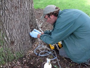 Jeff Clark injects insecticide into ash tree to protect it from the emerald ash borer